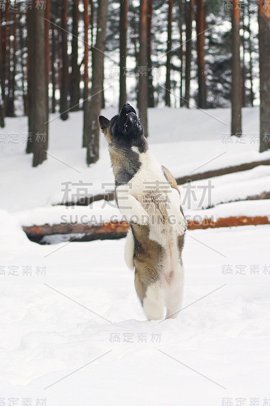 美国秋田犬在冬季森林的雪地上跳跃