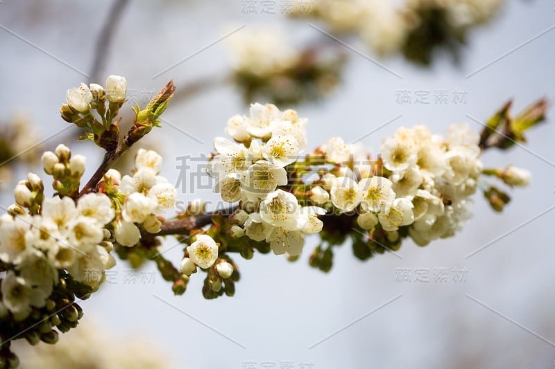 春天苹果花