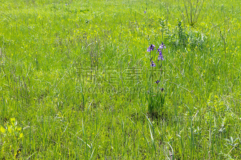 野生蓝鸢尾花