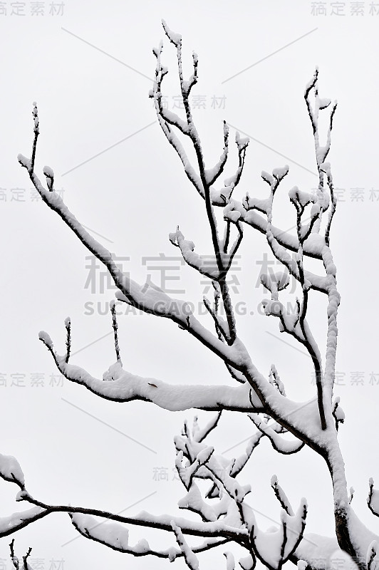 大雪过后树枝丛生