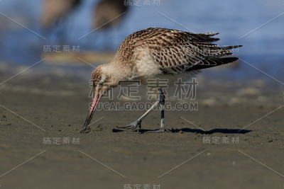 斑尾哥德威特- Limosa laponica