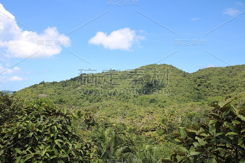 Vallée de Mai自然保护区，Praslin岛，塞舌尔，印度洋，非洲