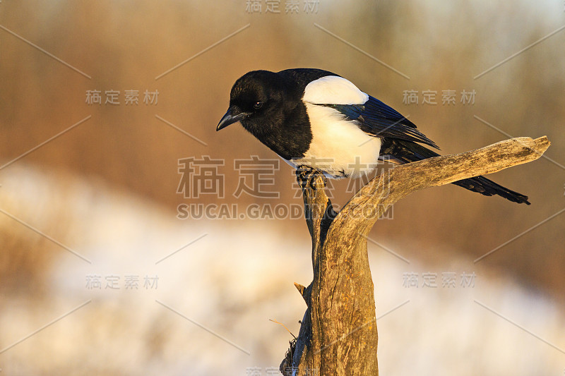 一只美丽的黑白相间的鸟停在树枝上