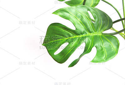 热带怪兽棕榈叶树的背景