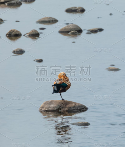 红润shellduck鸟