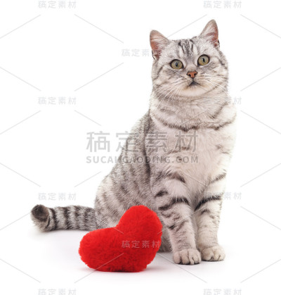 有玩具心的猫。