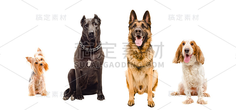 4只狗坐在一起的画像