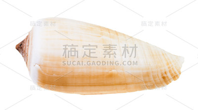 分离的圆锥蜗牛的浅棕色壳
