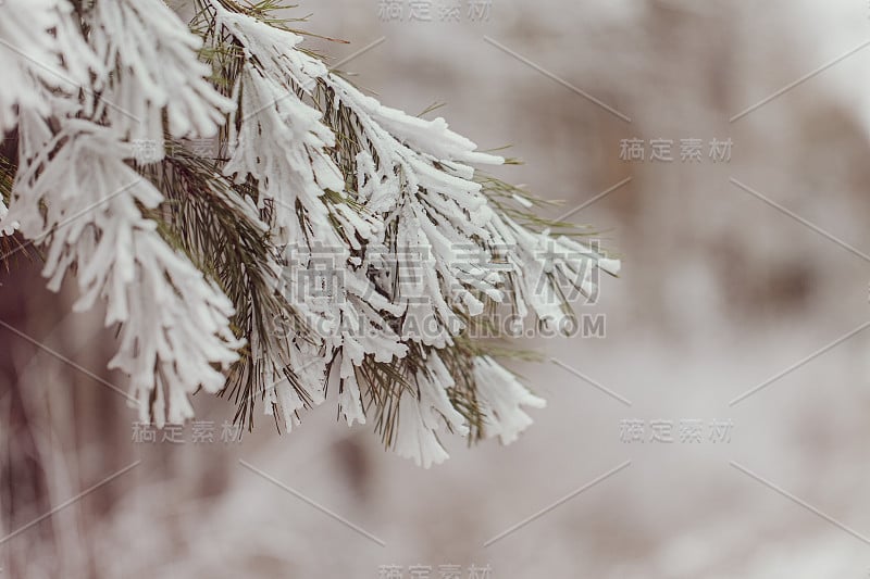 特写白雪冷杉枝在霜冻的日子，冬天的风景。