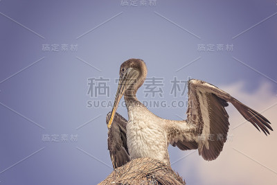 鹈鹕
