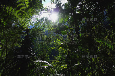 哥伦比亚丛林的清晨