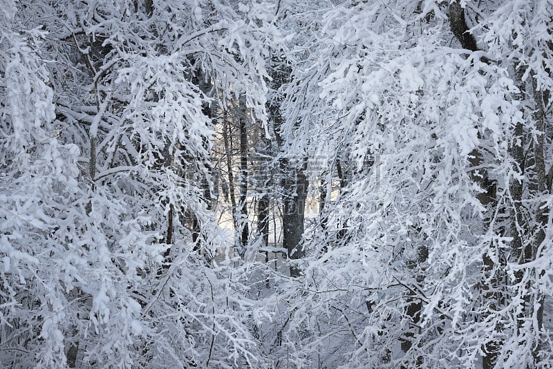 树枝上覆盖着雪和雾凇