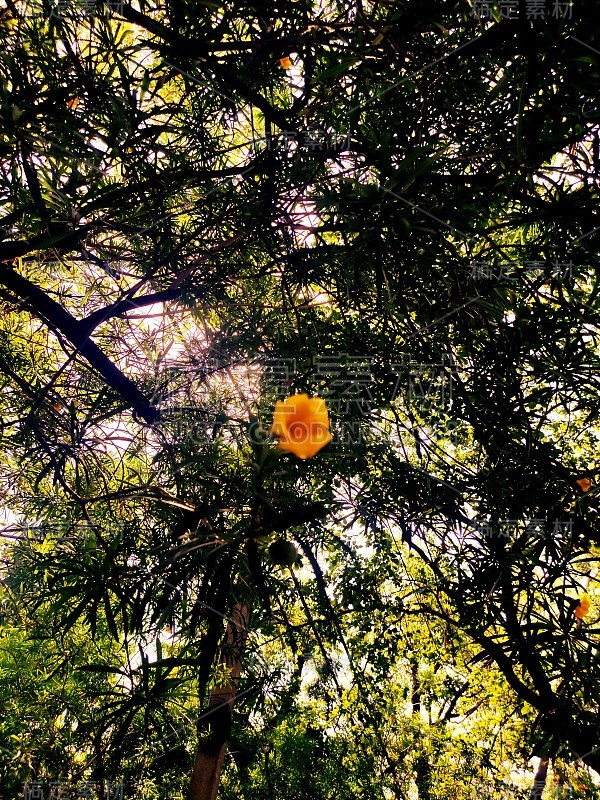 黄钟花(黄钟花)