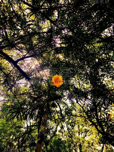 黄钟花(黄钟花)