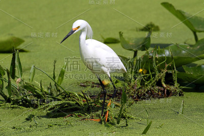 白鹭(白鹭)