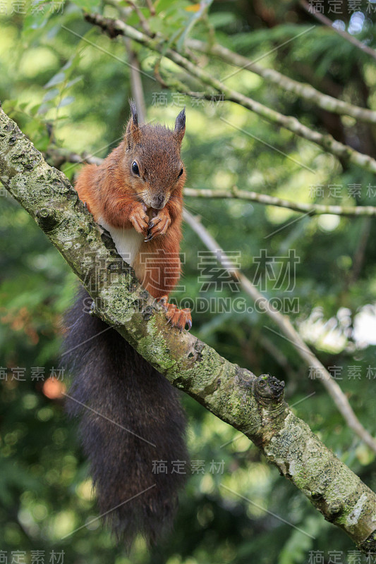 红松鼠(Sciurus vulgaris)