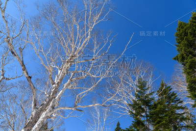艾祖寇马玉山的额尔马斯山桦和马瑞斯山冷杉