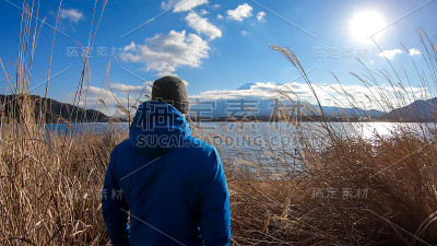 日本——一个男人走在川口湖岸边的金色草地上，欣赏着富士山的景色