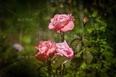 下雨了玫瑰