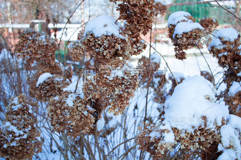 冬天寒冷干燥的植物特写覆盖着白雪