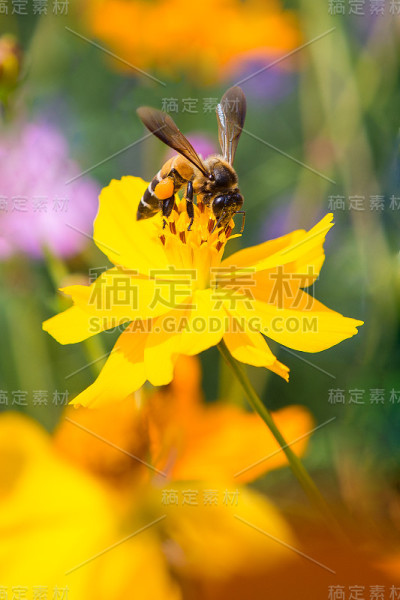 依附在花园里花朵上的蜜蜂
