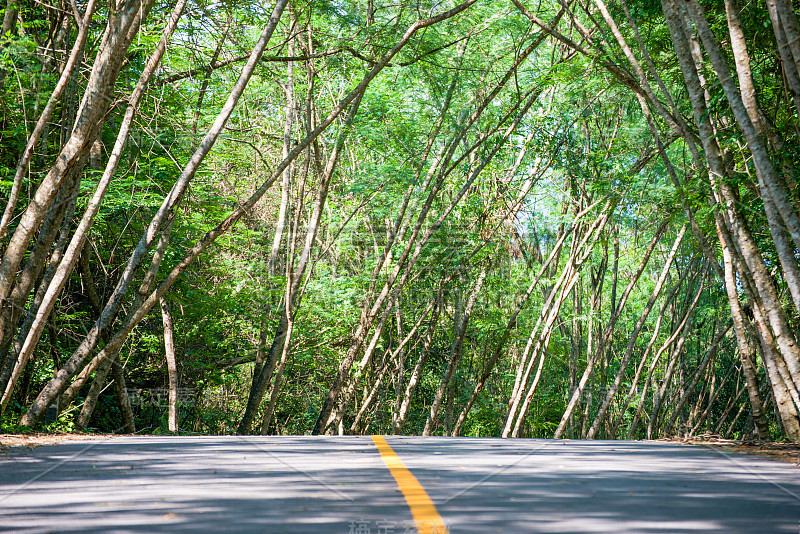 道路穿过隧道树木森林