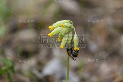 蜜蜂在未开放的花地里。自然