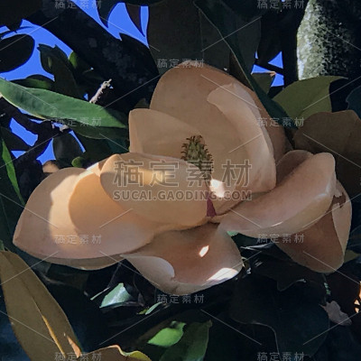 花12