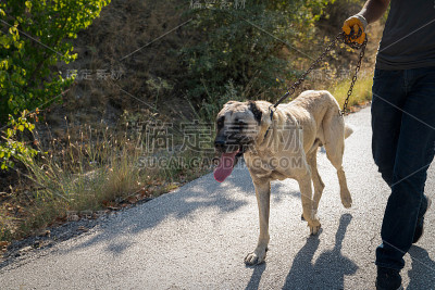 人与安纳托利亚牧羊犬散步(Sivas kangal kopek, kopegi)