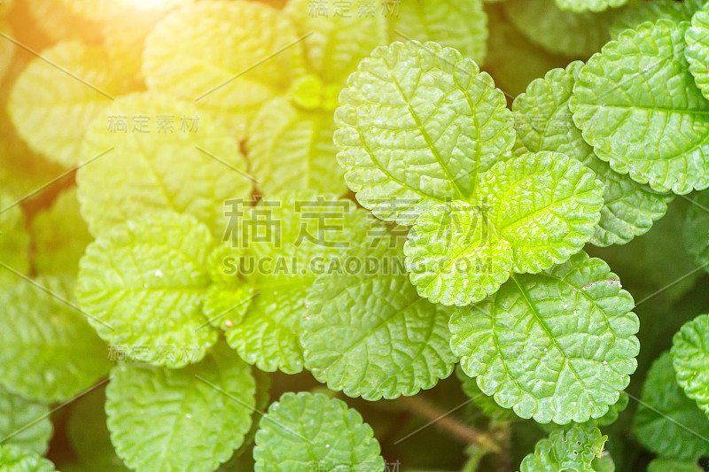 新鲜生薄荷叶在蔬菜园地的保健食品芳香疗法和农业概念设计。