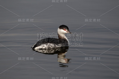 Slavonian grebe, Podiceps auritus报道