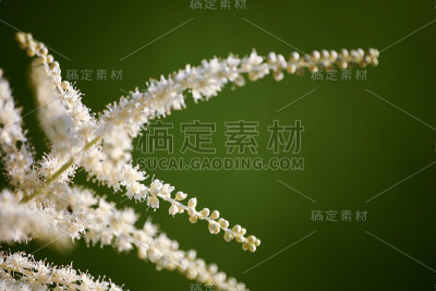 一张白色落新妇花的美丽特写