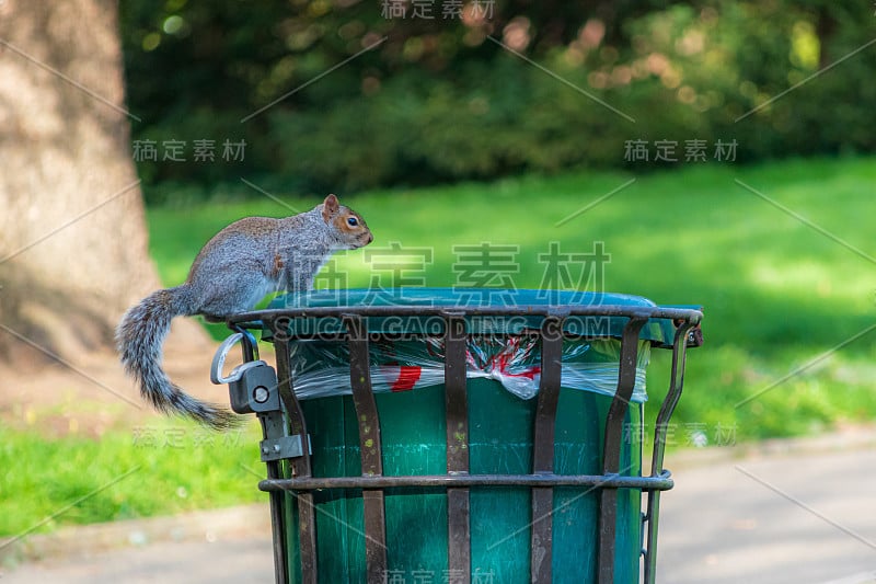 灰松鼠在垃圾桶里找食物