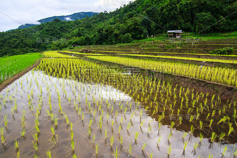 山地梯田