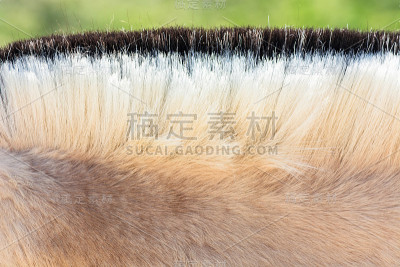 小马的鬃毛。
