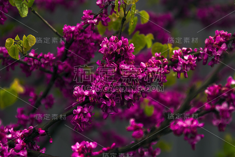 低调的近距离开花的采摘花的果树在一个黑暗模糊的背景