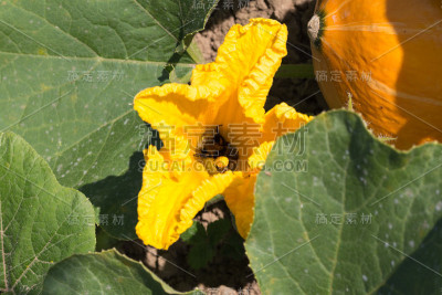 在斯图加特附近的夏季七月，德国南部农舍花园的蔬菜