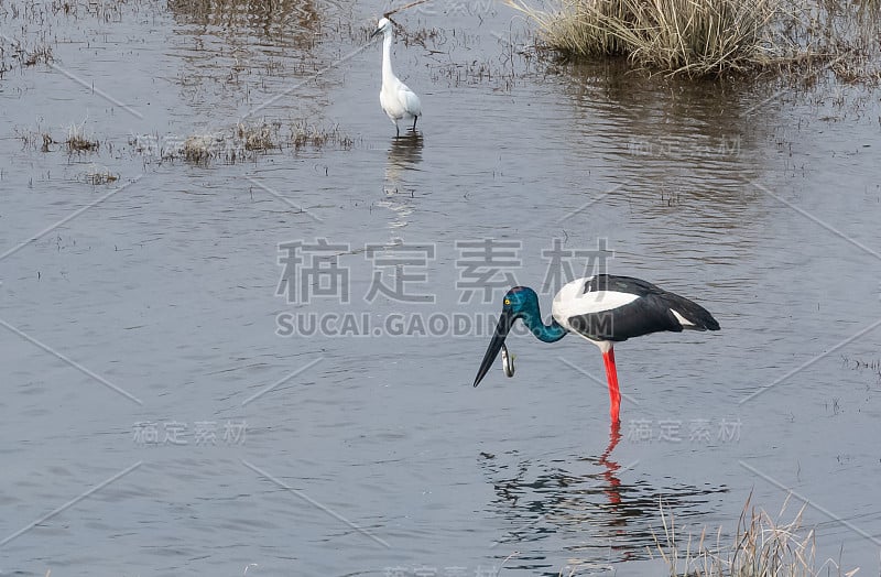 黑颈鹳鸟