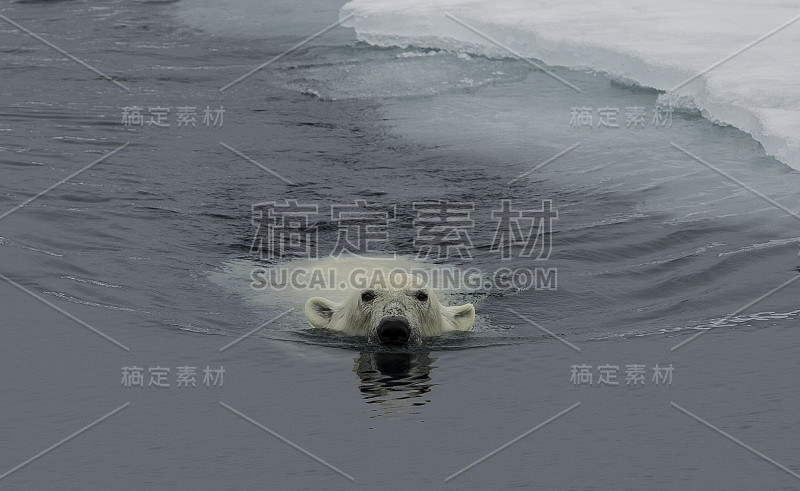 北极熊(Ursus maritimus)是一种原产于北极圈及其周围海域的北极熊。