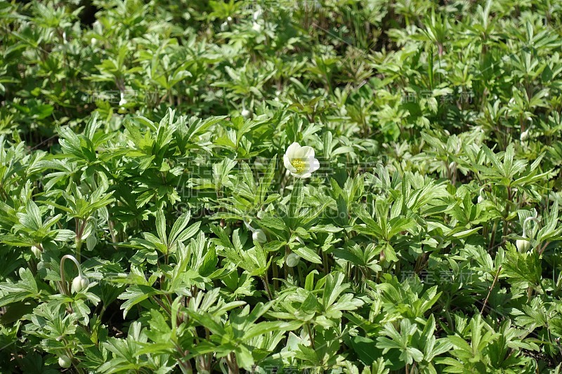 单朵半开的银莲花