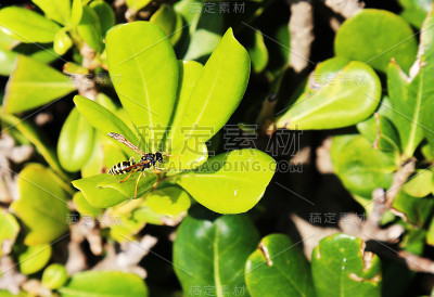 小黄蜂
