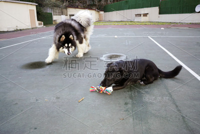 狗在公园里玩