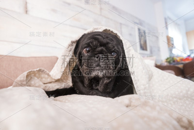 哈巴狗