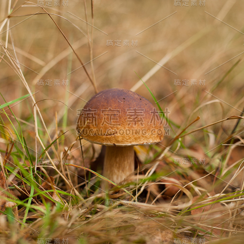 porcini