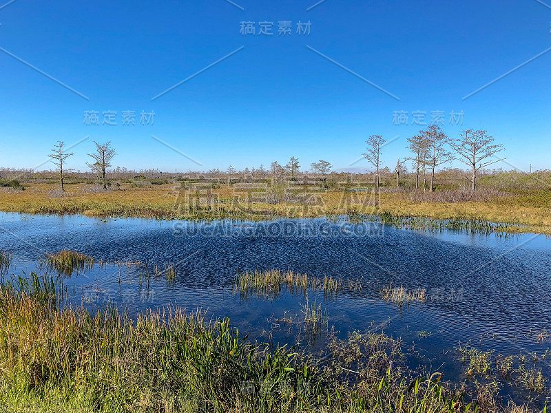 多风的冬季沼泽景观