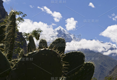 仙人掌针与雪山在背景