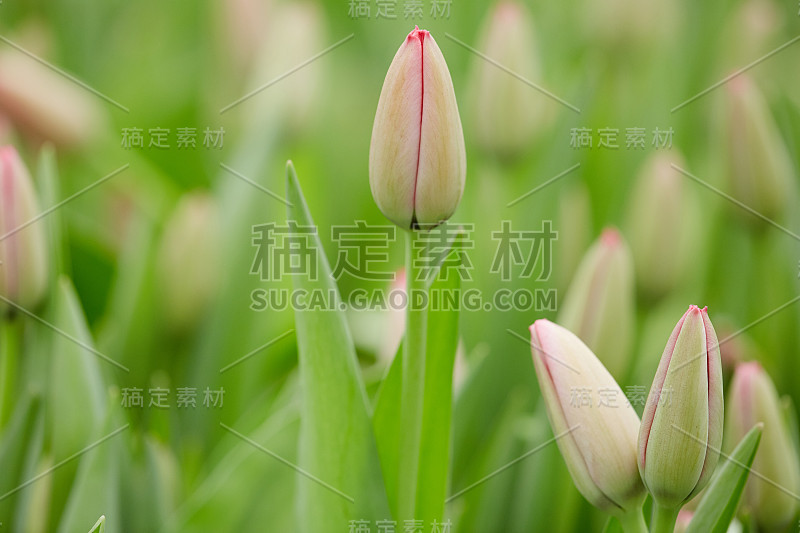 温柔的花朵