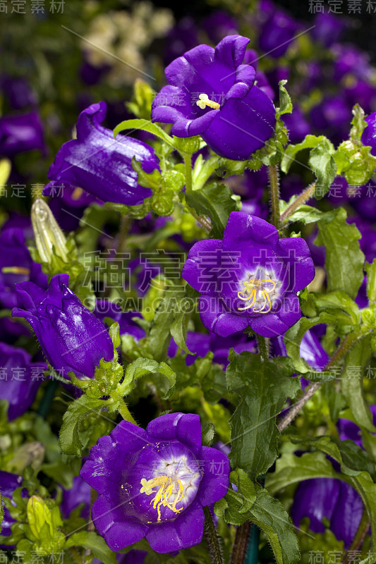 冠军蓝色坎特伯雷钟(风铃中等)花