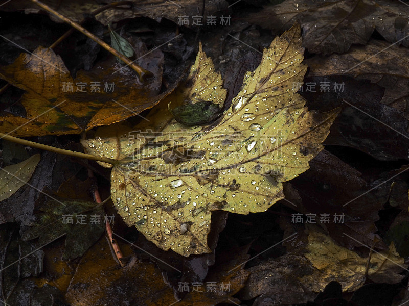 小雨打在叶