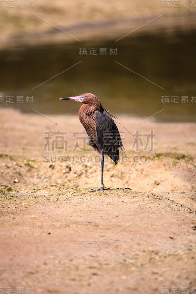 红白鹭涉水鸟红白鹭